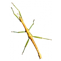 Indian Stick Insect Carausius morosus 5 sub-adults